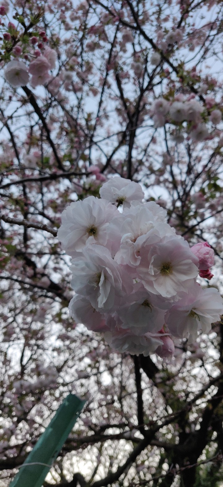 sakura