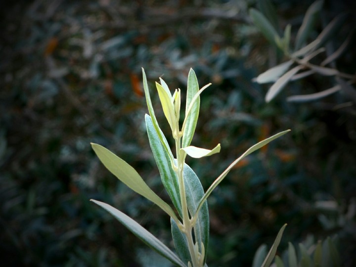 Zeytin Dalı