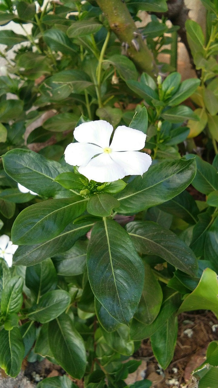 Such a beautiful pic clicked by me....???
