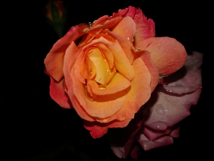 #rosewithraindropsnightlovers