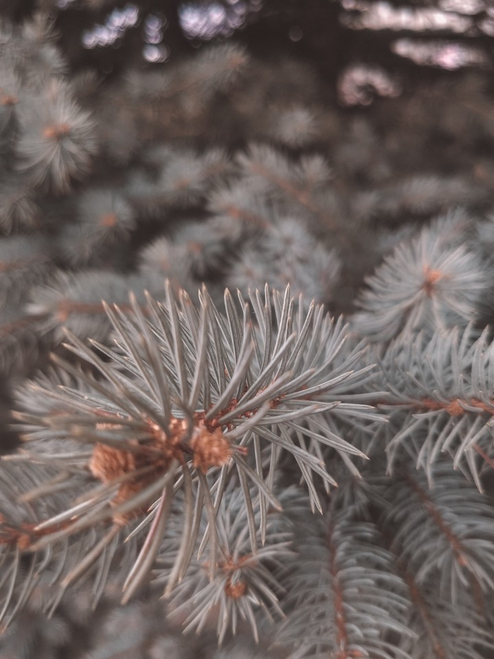nature