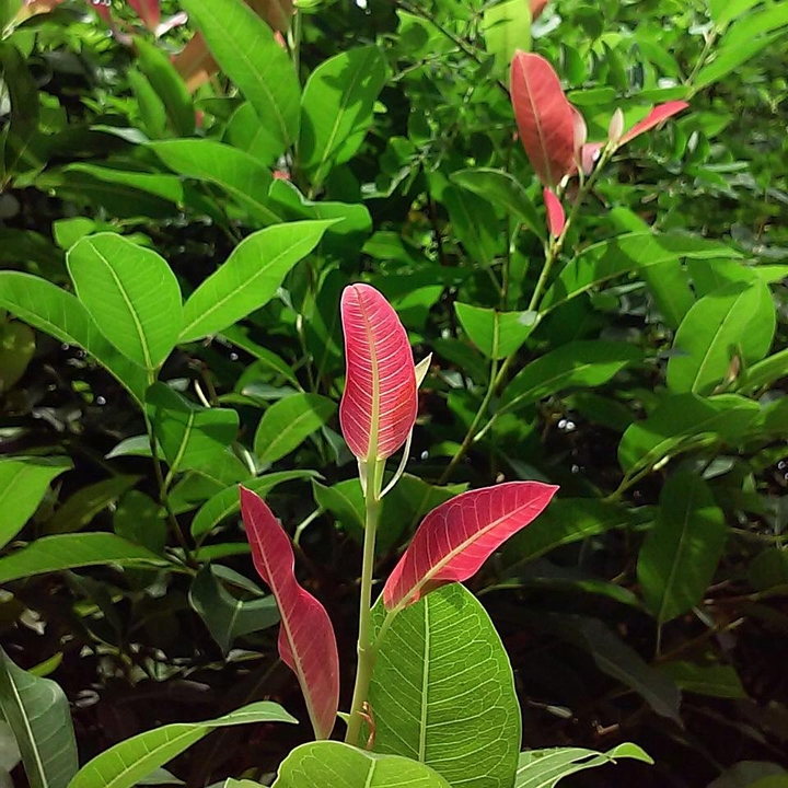 red leaf,green leaf