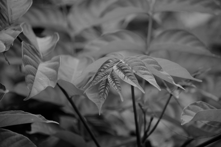 Leaf