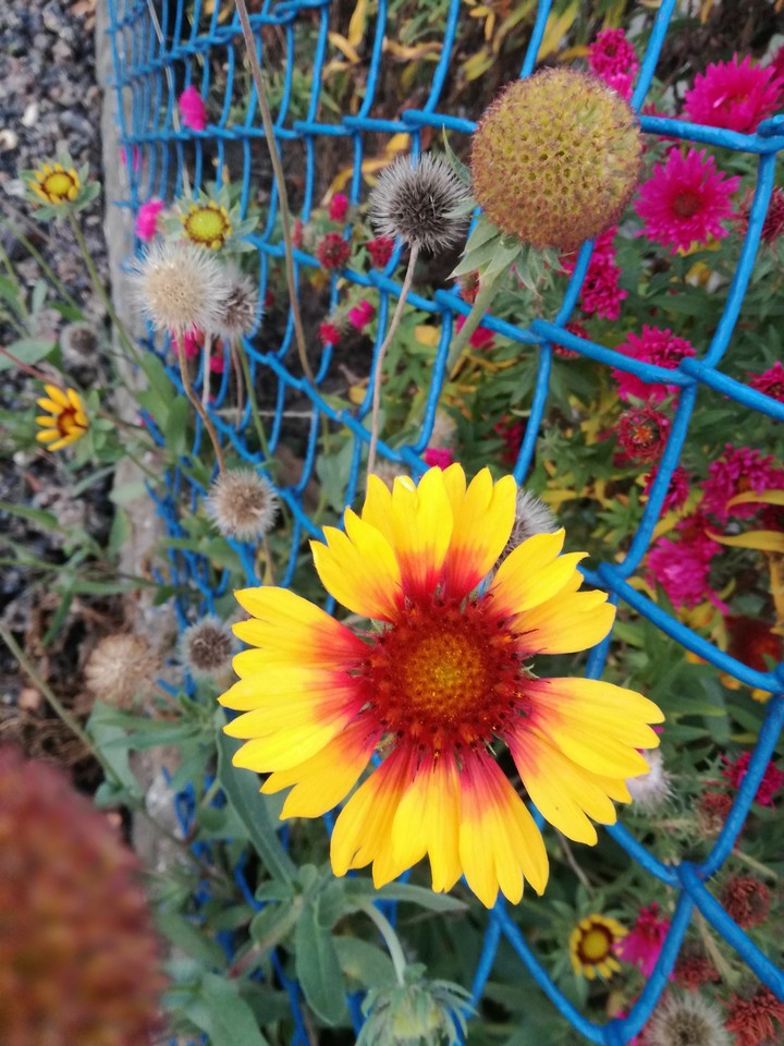 FLOVER