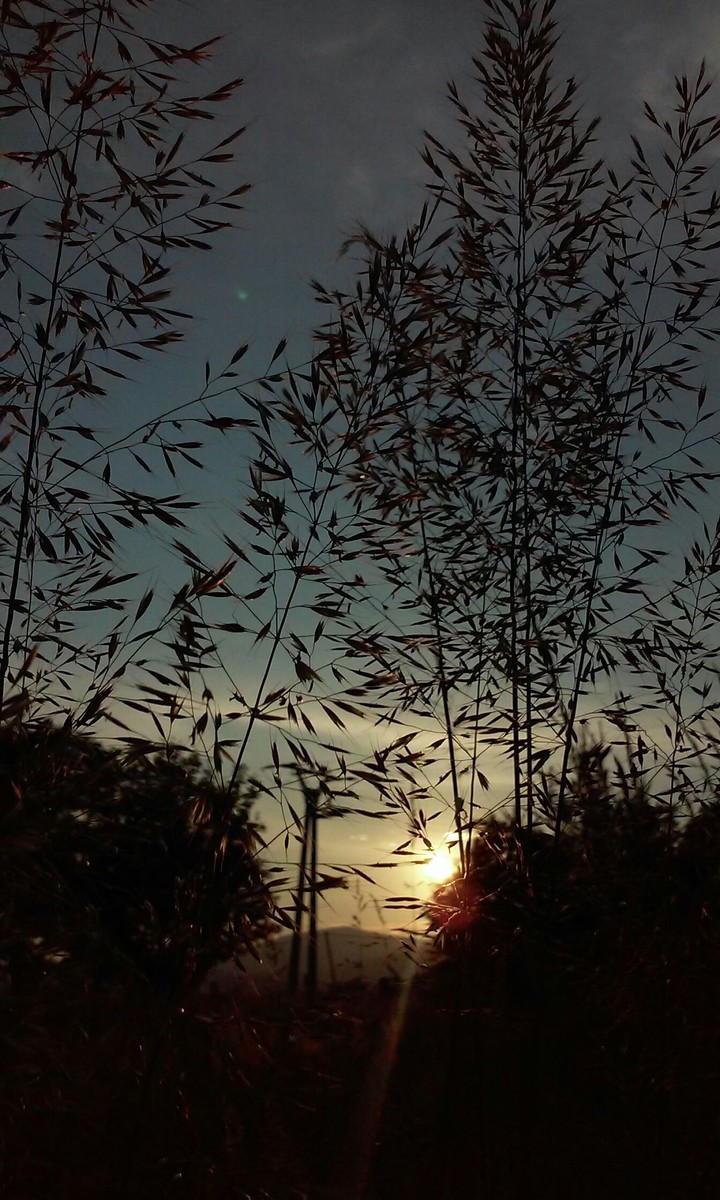 Sun