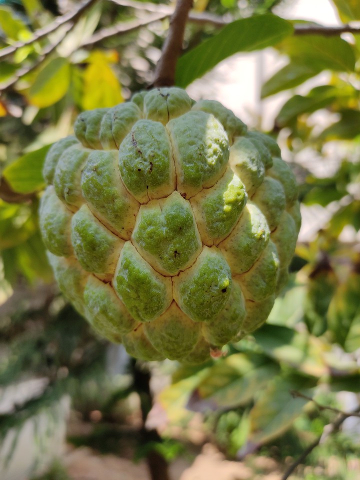 cusapple