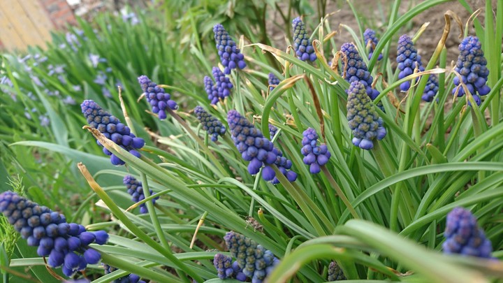 lupin