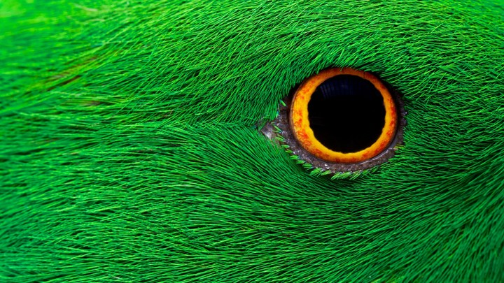 Parrot eye in 8K resolution