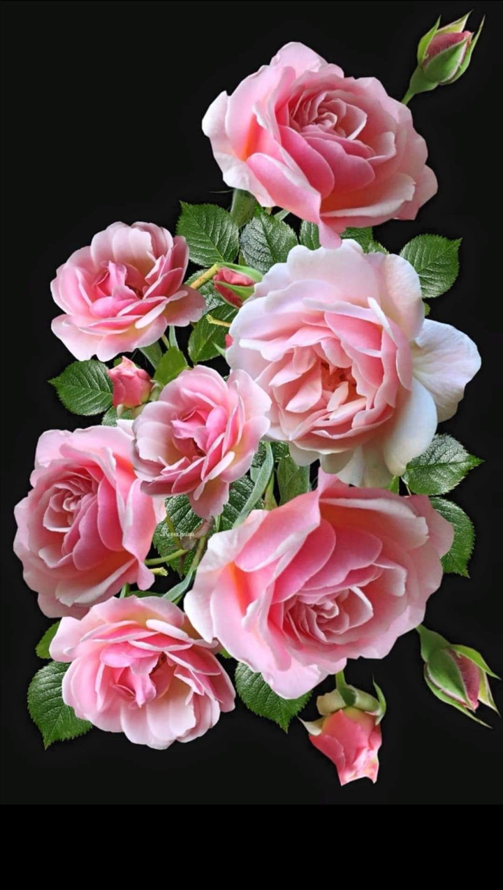 Rosa