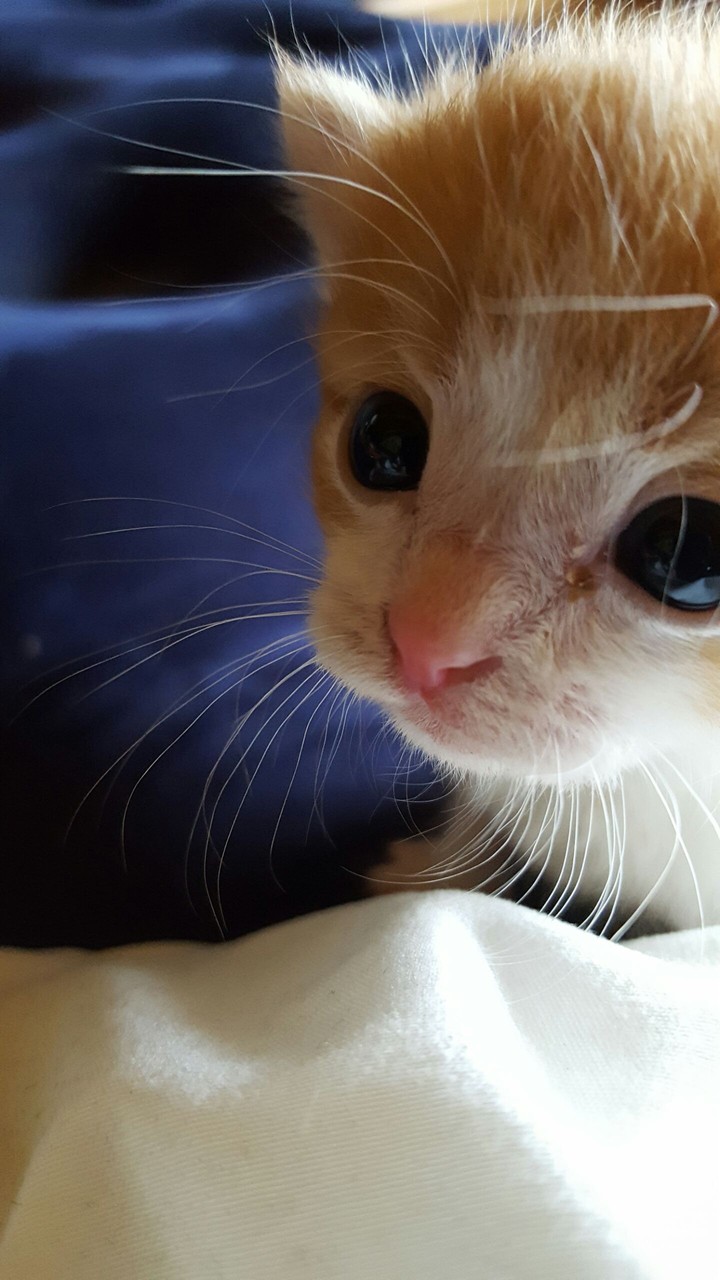 kitten #without effects