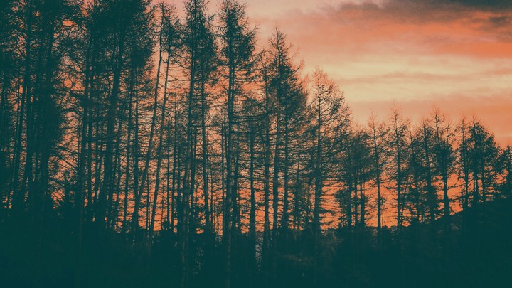 Tannenwald im Sonnenuntergang