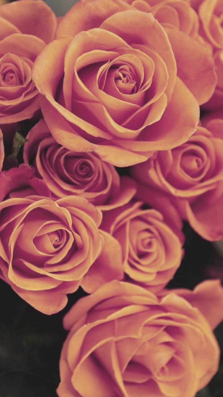 Розы,  Rosa, Roses.