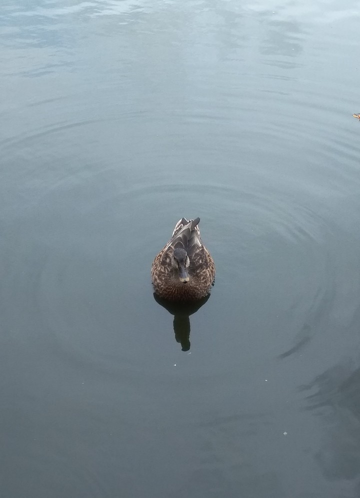 Duck