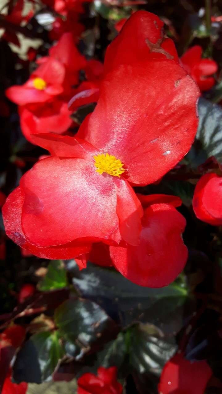 this flower slays