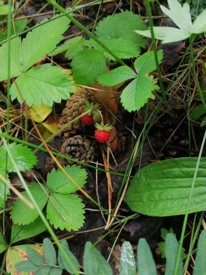 Strawberries