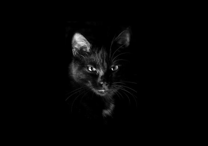 кошка
