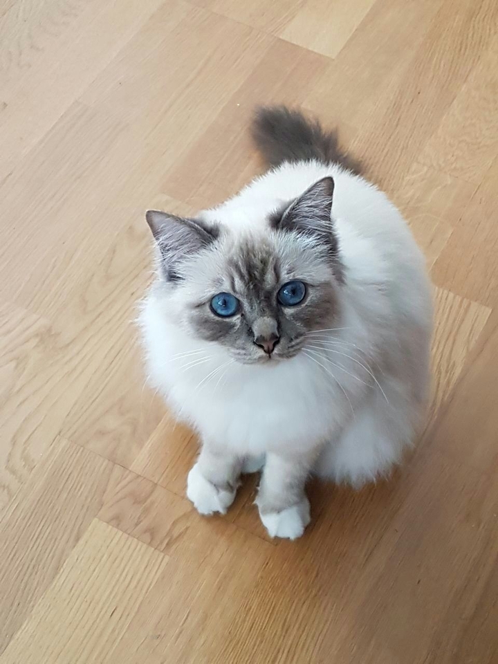 cat Birma blue eyes