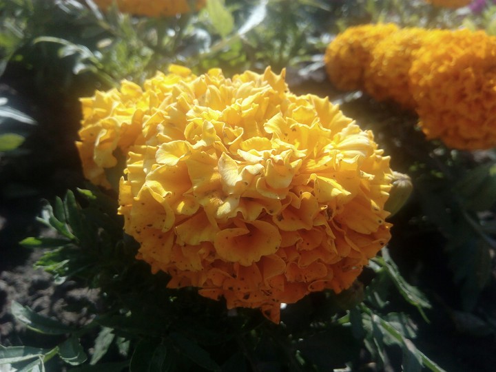 Flowers