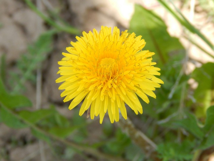 Dandelion
