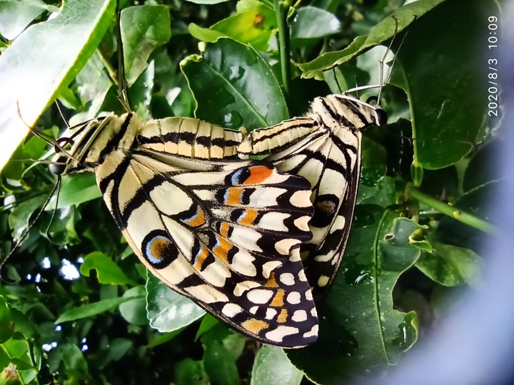 butterflies