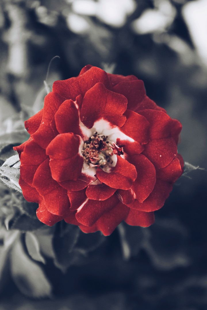 Vampire  Red Rose