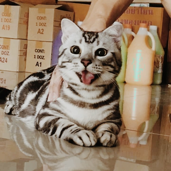 CAT_ sama