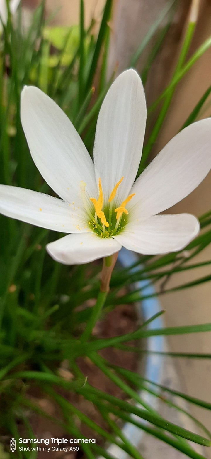 flower