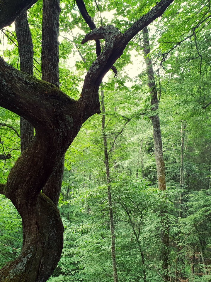 Twisted tree