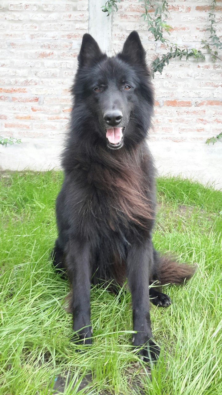 ovejero belga