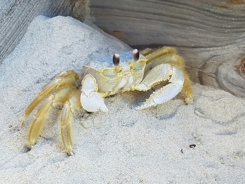 Corolla Ghost Crab
