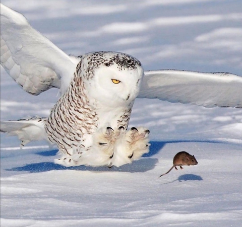 bird, owl achtergronden