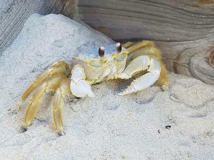 Corolla Ghost Crab