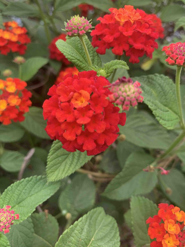 flowers
