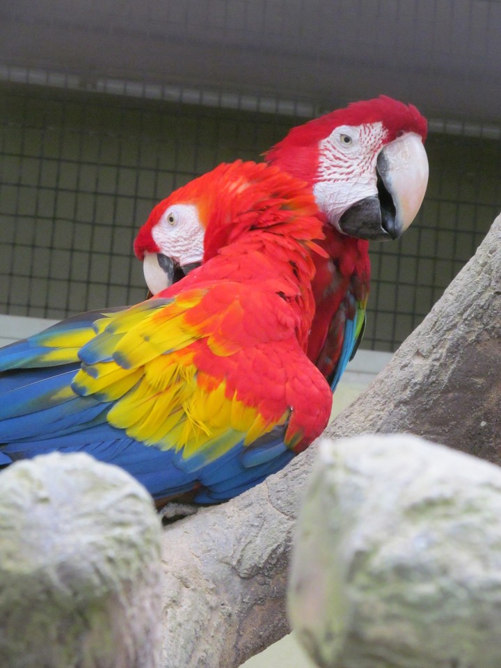 Scarlet macaws at KL bird park
