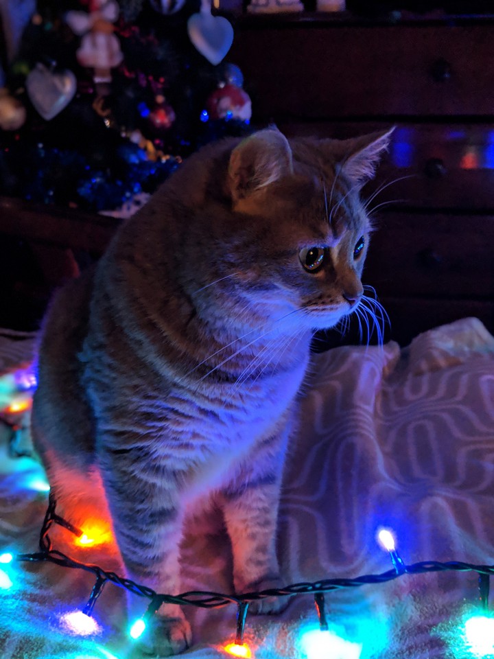 My cat