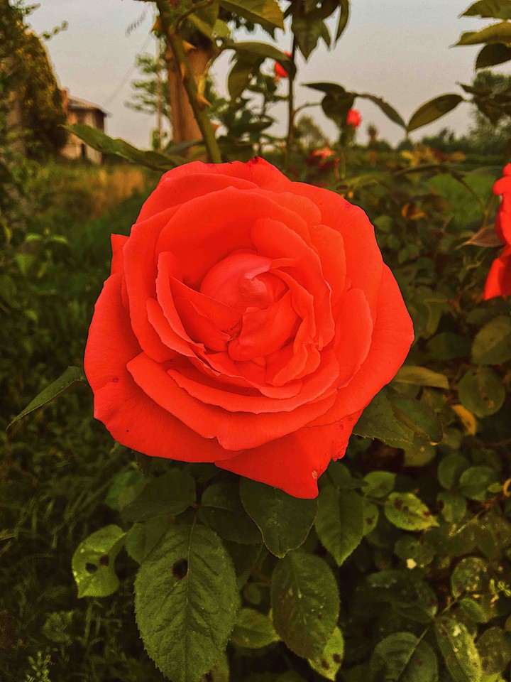 Coral rose