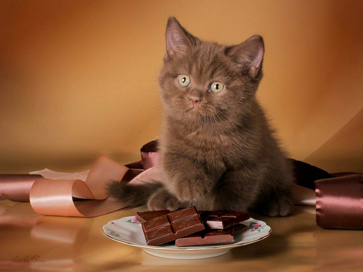 brown cat