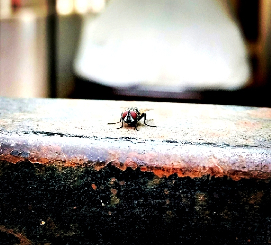 house fly