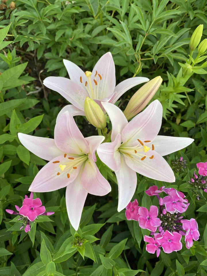 Lilies