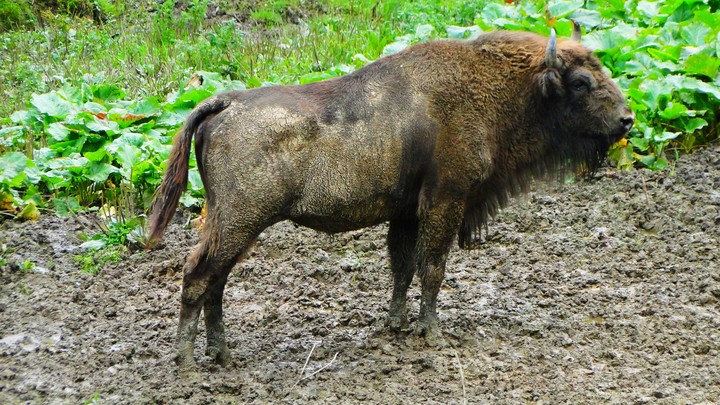 bison of europe