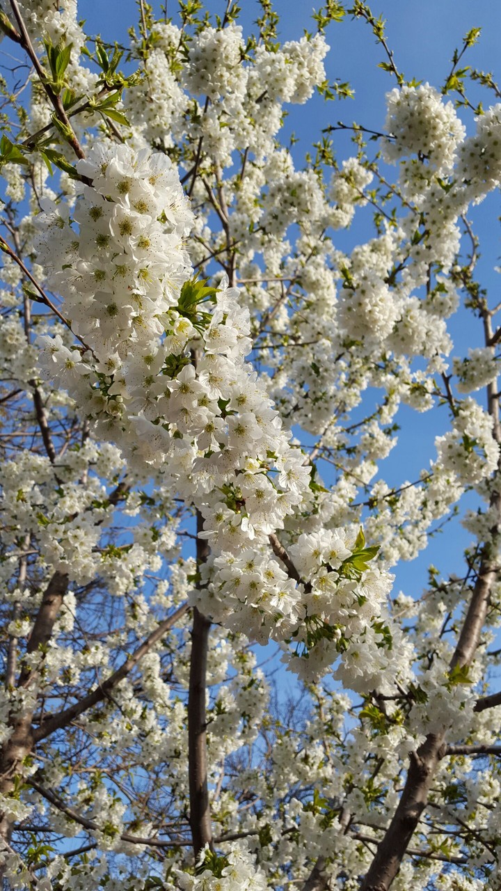 Cherry Blossom