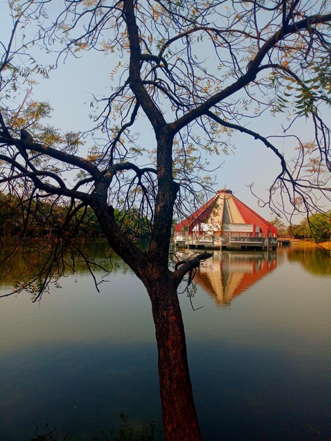 обои lake, tree