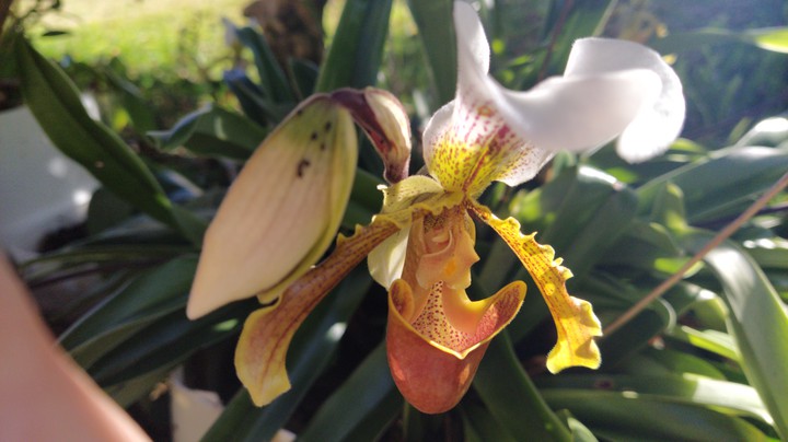 orquídea