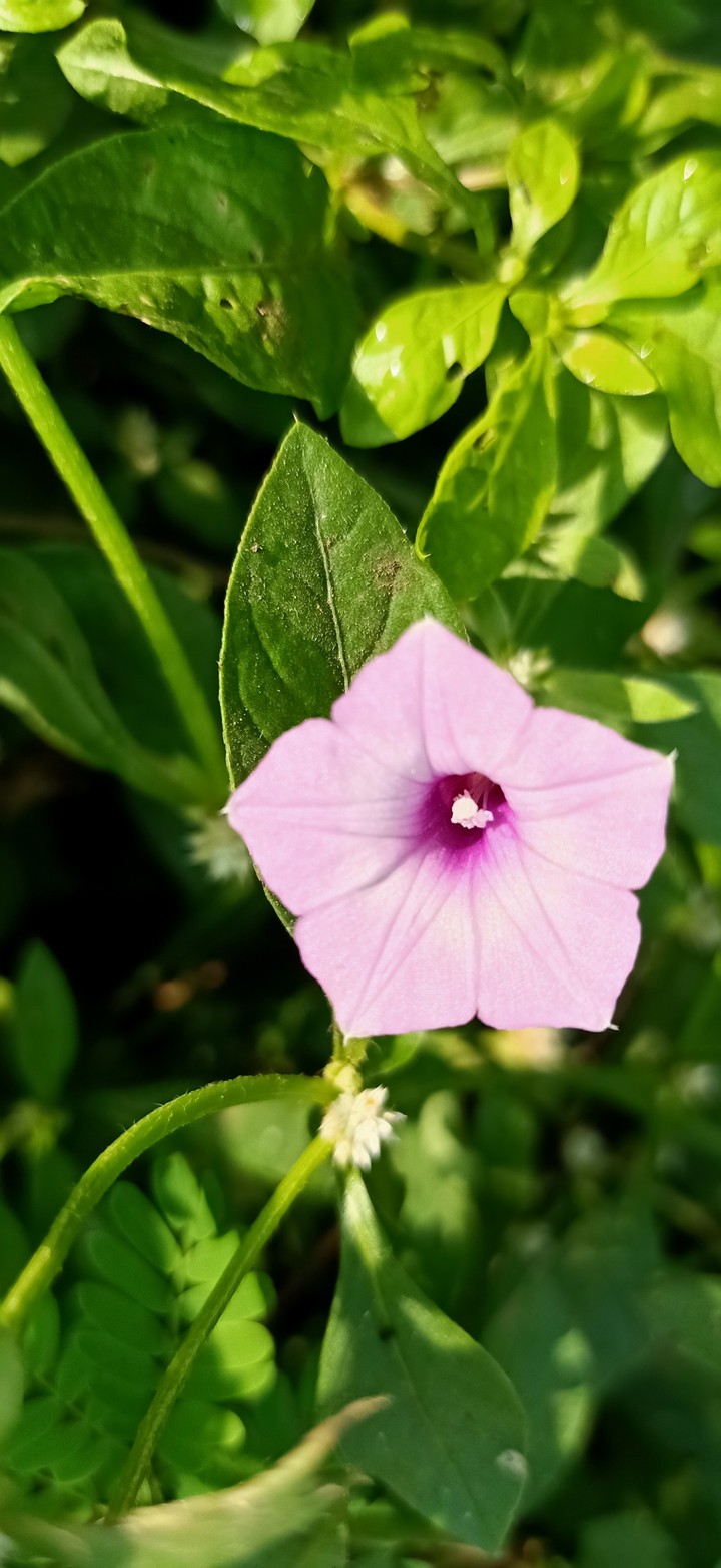blossom like a flower