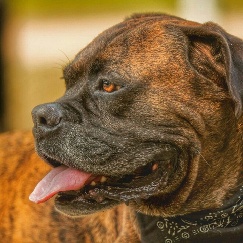 papéis de parede alaunt, dog