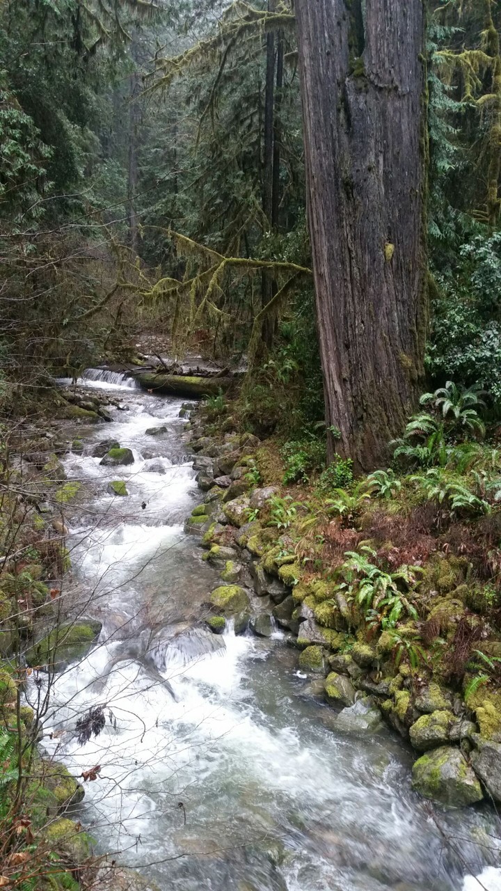 Stream