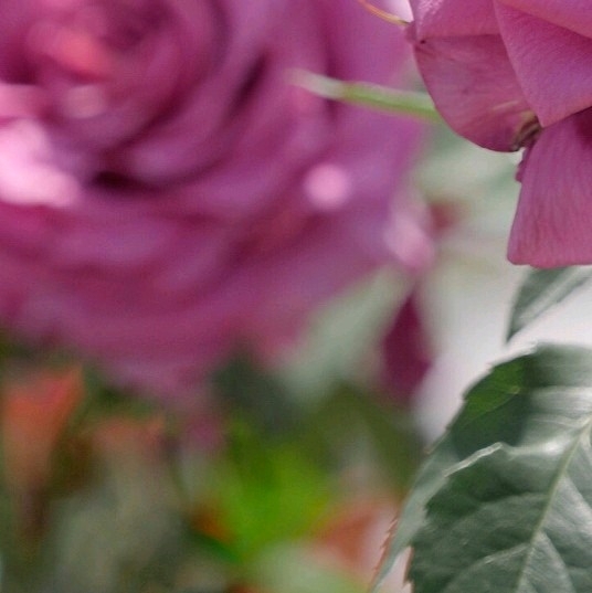 4x Rose