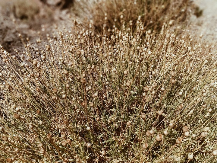 desert flowers