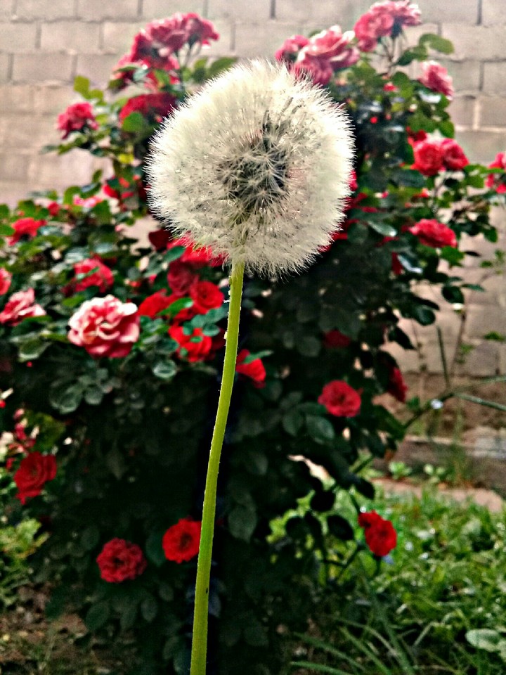 Diente de León