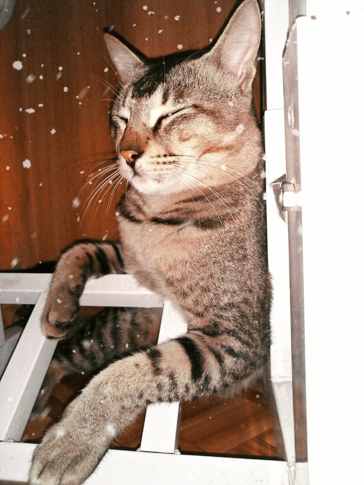 cat sleep